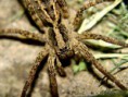 /album/arachnida/lycosa-thorelli-1-jpg/